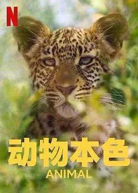 《动物本色 第二季》：当超级英雄的道德困境遇上为父寻仇的血性，这场正义的游戏还怎么玩？